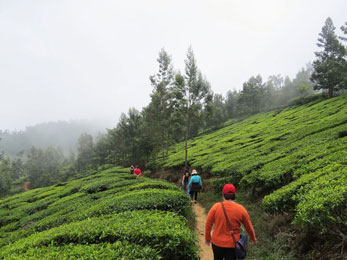 Tea Plantation Walk