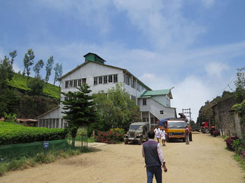 Tea Factory Visits