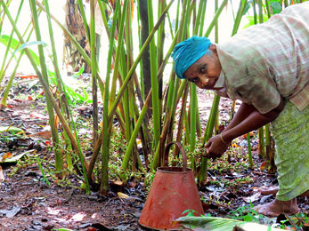 Spice Plantation Tours