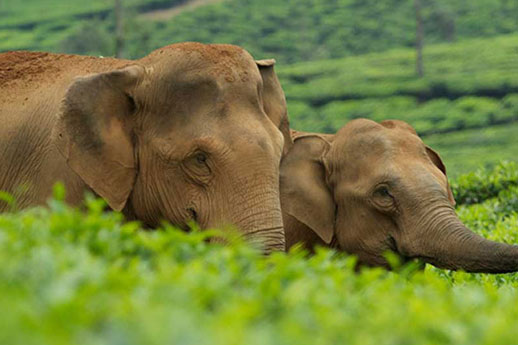 Wild Elephants