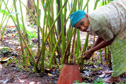 Local peoples in south india