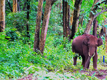 Wildlife Sanctuary Visits