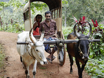 Bullock Cart Rides