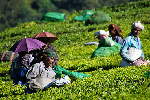 Munnar tea plantation
