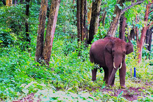 Elephant on Forest