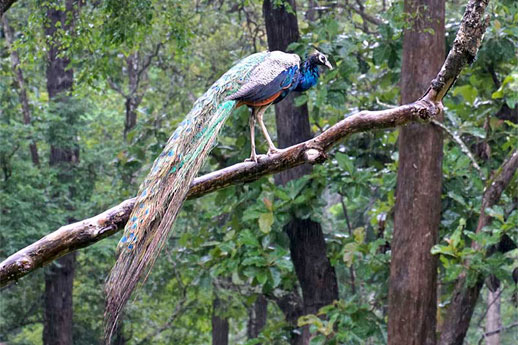 Peacock