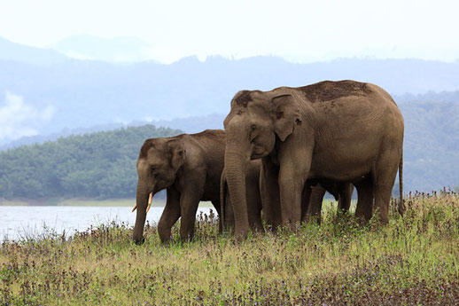 Elephant walk