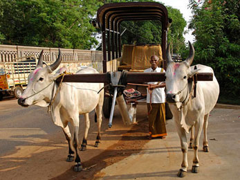 Bullock Cart Rides