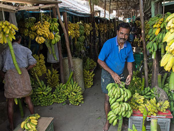 Market Visits