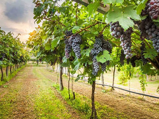 Grape Farming