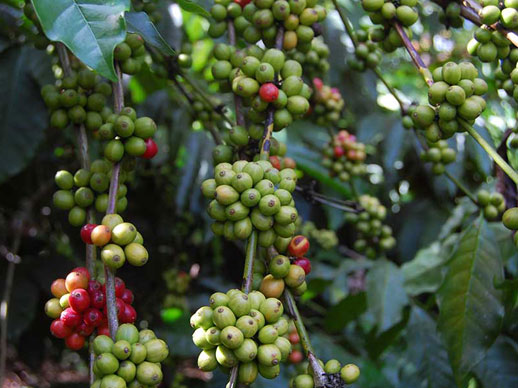 South Indian Fruites