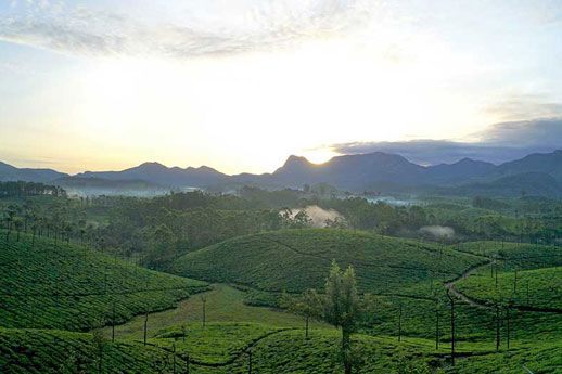 Munnar Tea Plantation and hills