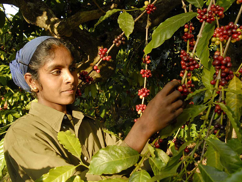 Coorg Local peoples