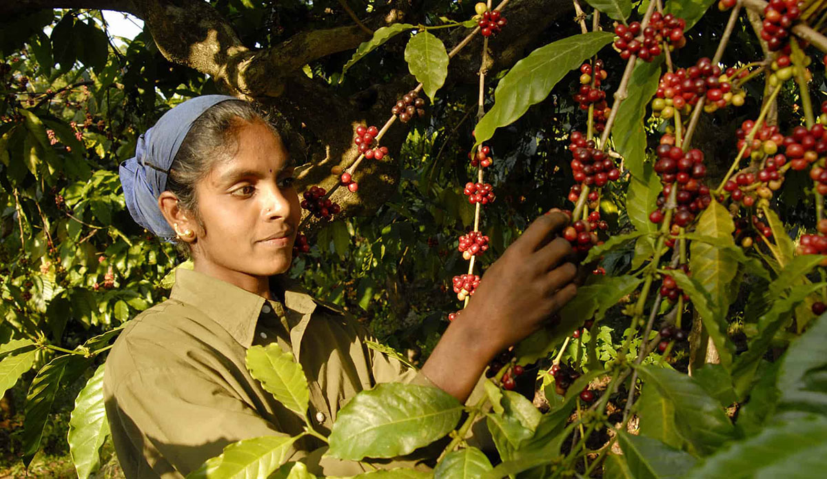Coorg Индия