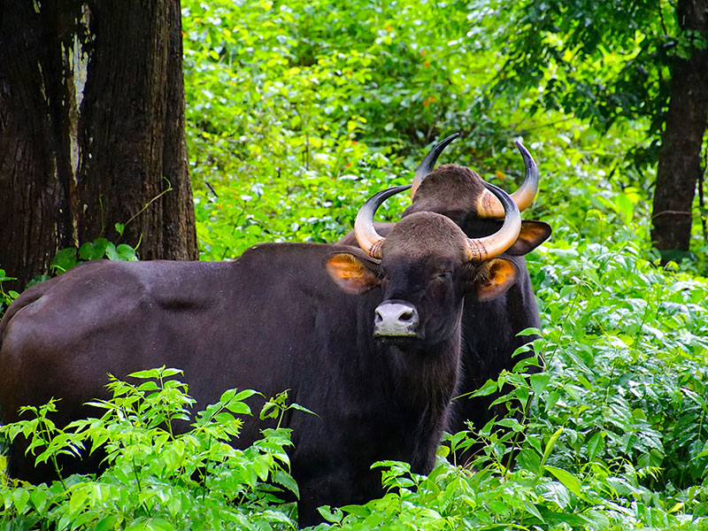 Bandipur National Park