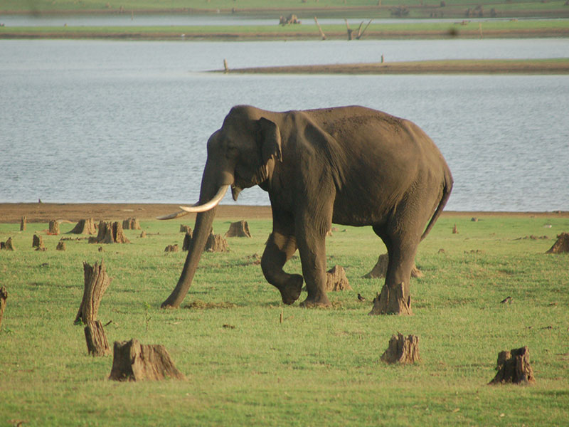 Nagarhole National Park