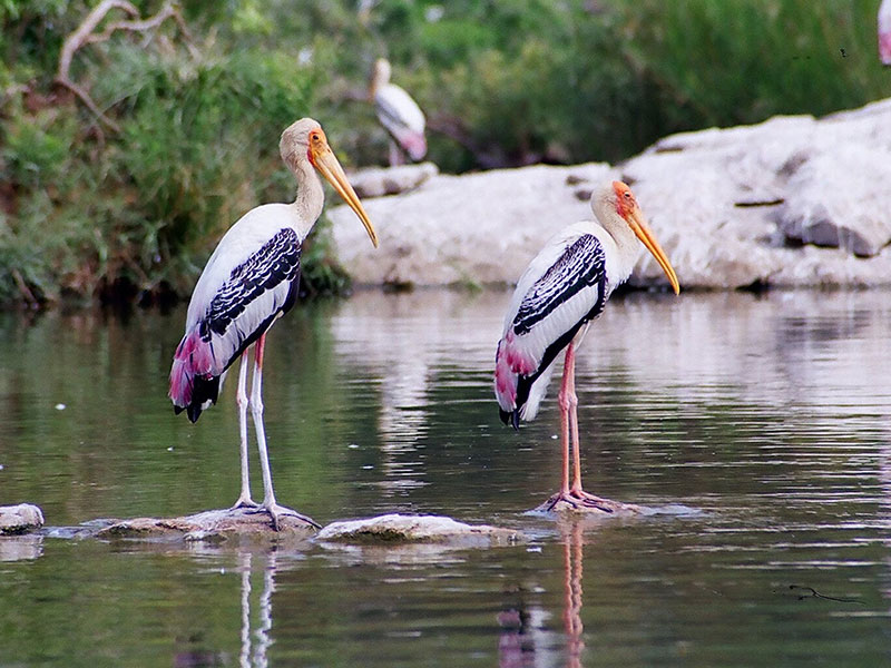 Ranganathitto Bird Sanctuary