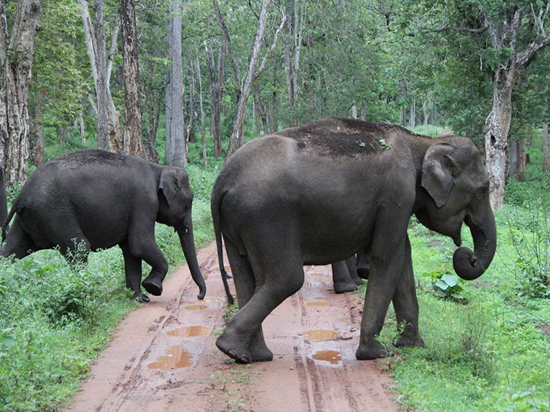 Wildlife in South India