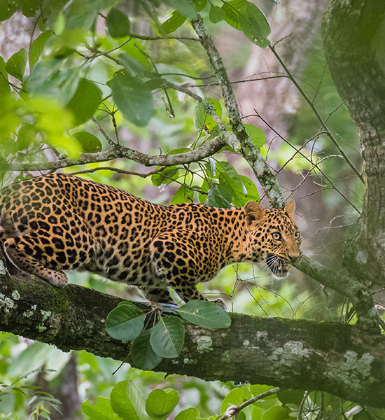 Kabini