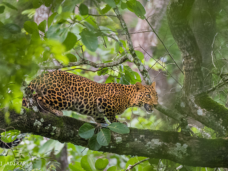 Kabini