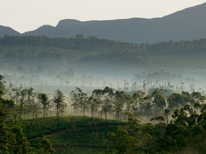 Tea and WIldlife Trails